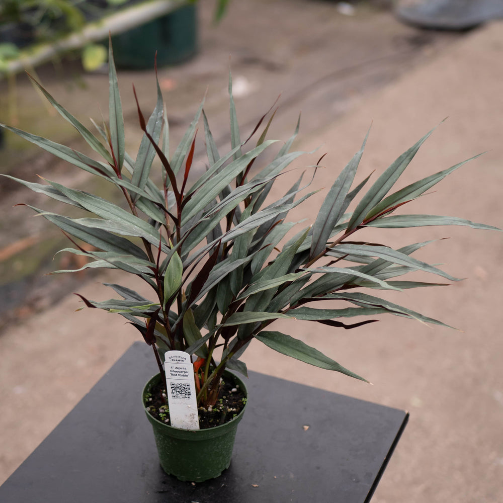 Gabriella Plants Other 4" Alpinia luteocarpa 'Red Rubin'