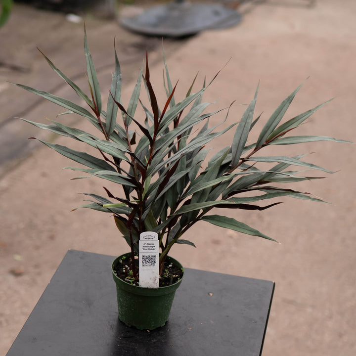 Gabriella Plants Other 4" Alpinia luteocarpa 'Red Rubin'
