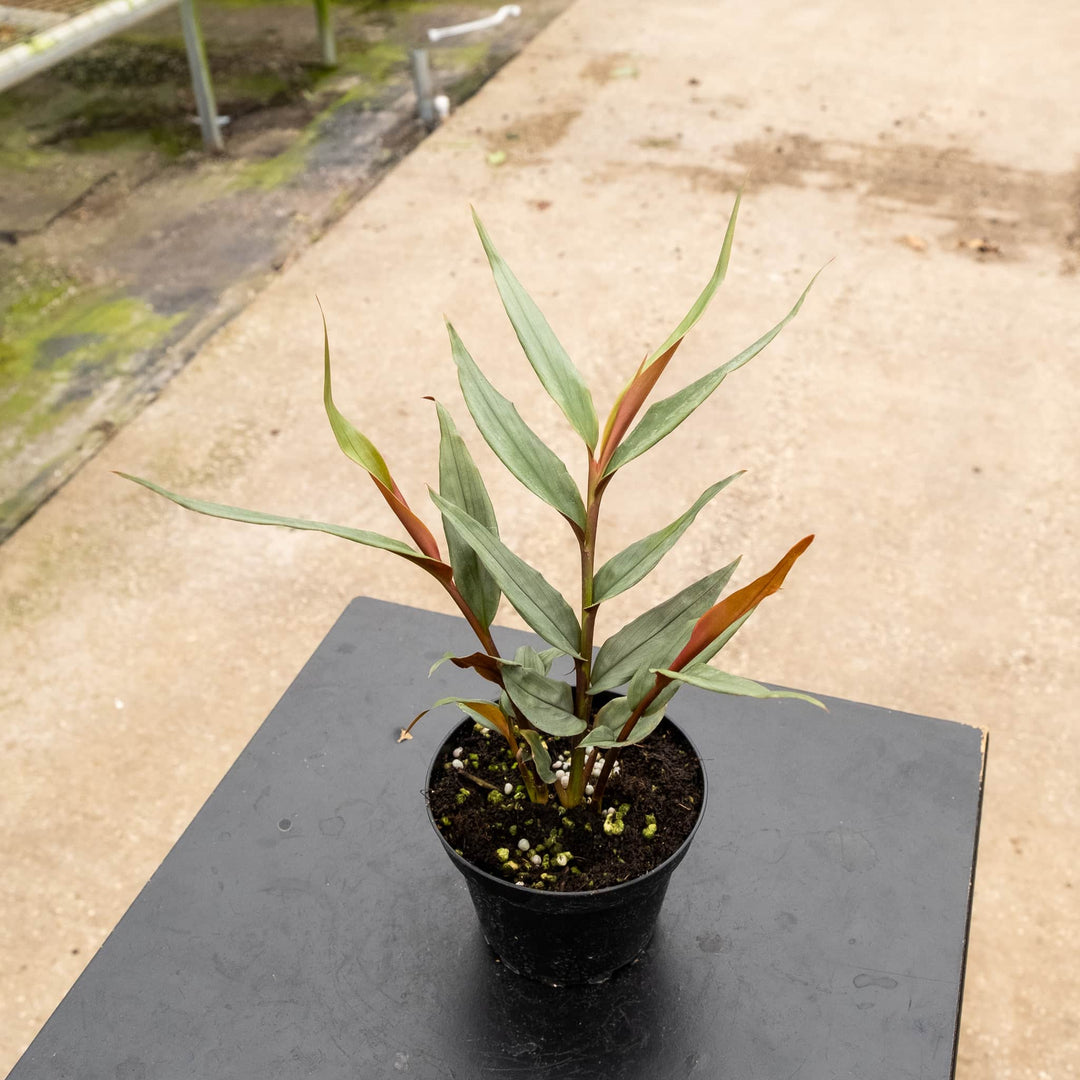 alpinia indoor plant Alpinia luteocarpa 'Red Rubin'