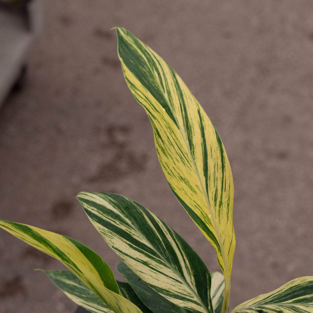 alpinia zerumbet indoor plant Alpinia zerumbet 'Variegata'