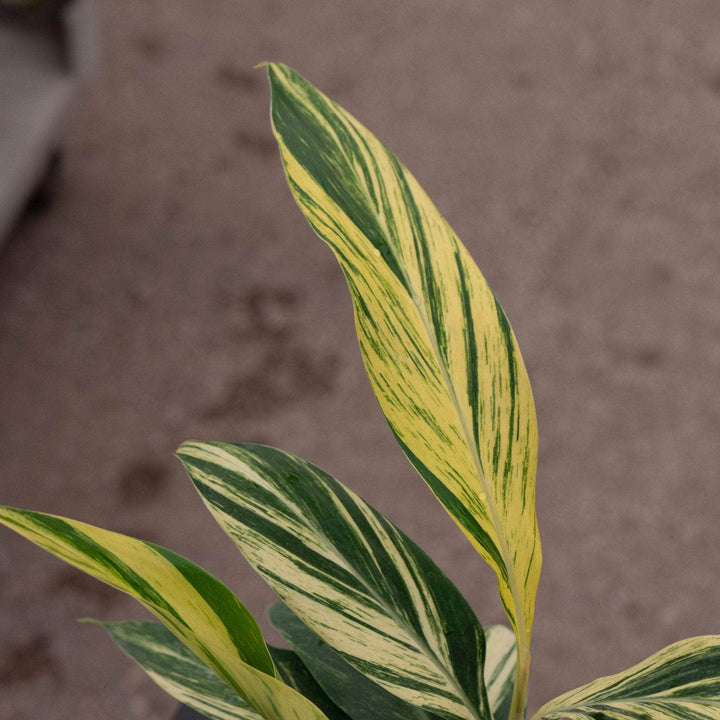 Gabriella Plants Ginger 4" Alpinia zerumbet 'Variegata'