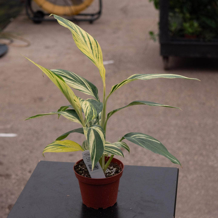 Gabriella Plants Ginger 4" Alpinia zerumbet 'Variegata'