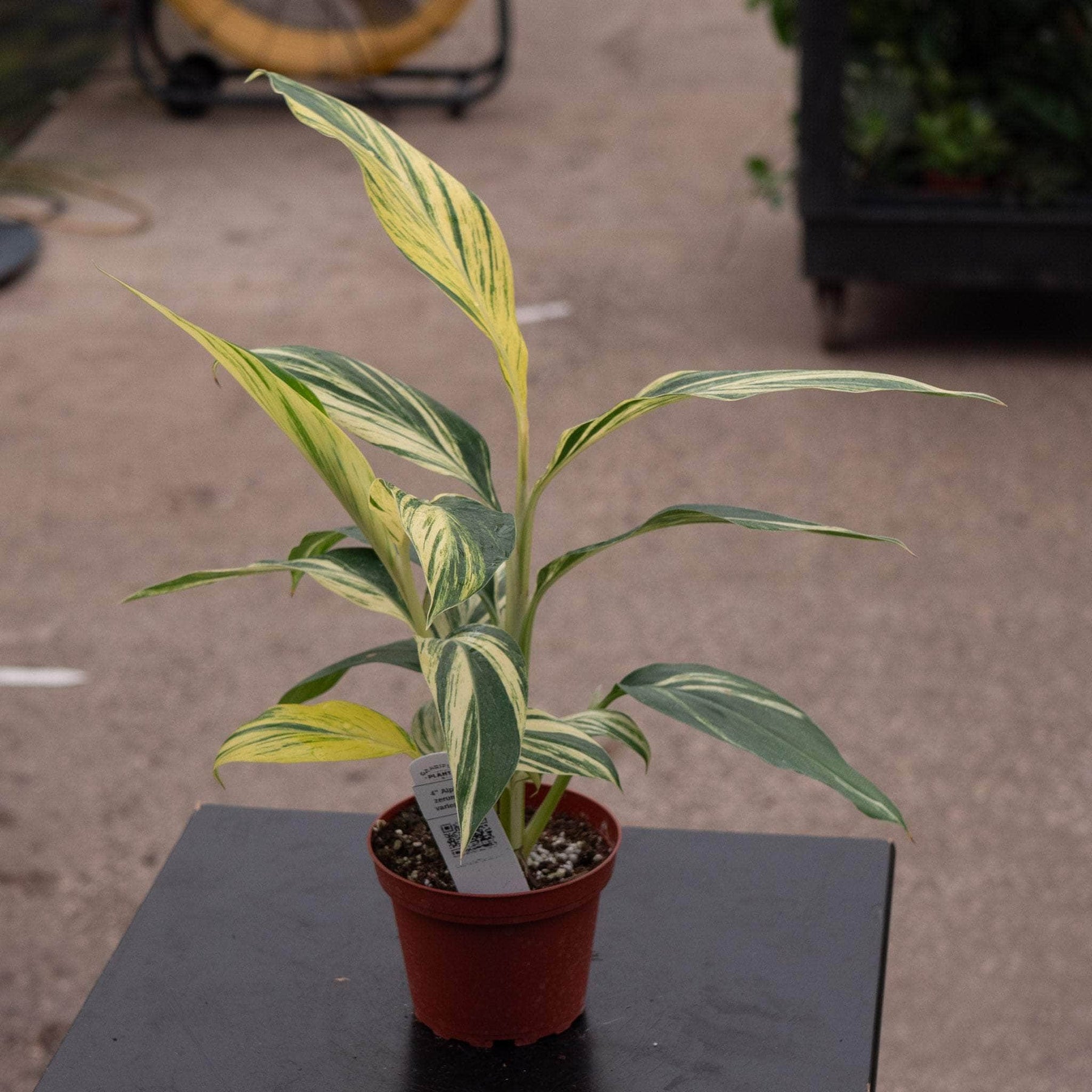 shell ginger indoor plant Alpinia zerumbet 'Variegata'