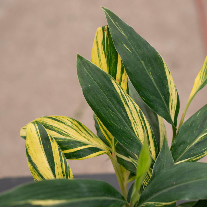 Gabriella Plants Ginger 4" Alpinia zerumbet &