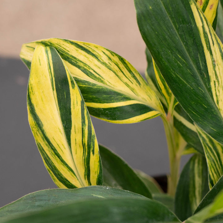 Gabriella Plants Ginger 4" Alpinia zerumbet &