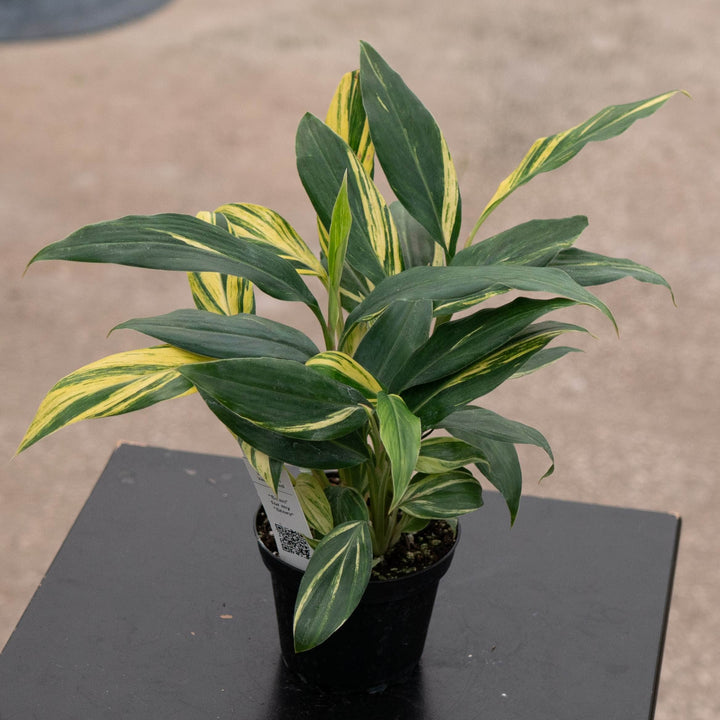 Gabriella Plants Ginger 4" Alpinia zerumbet &