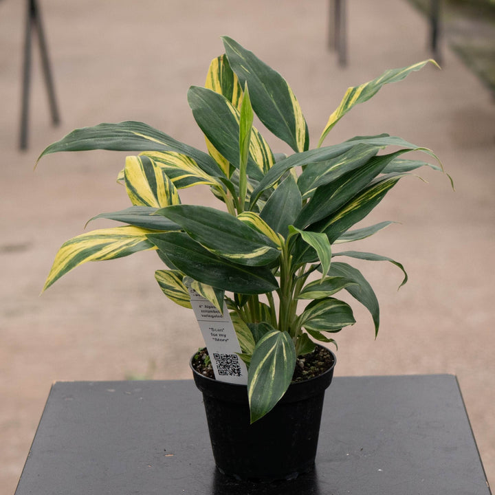Gabriella Plants Ginger 4" Alpinia zerumbet &