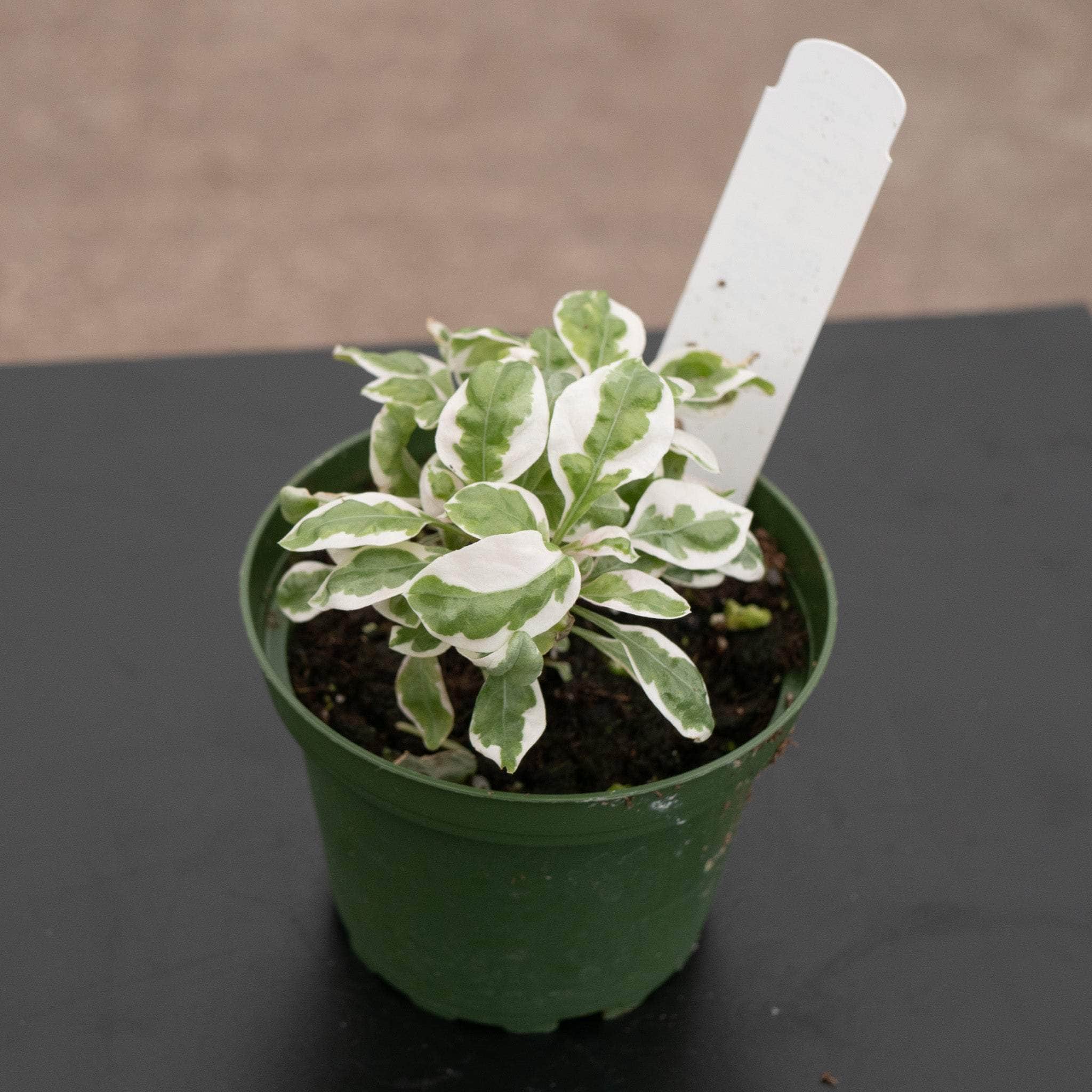snow queen indoor plant Alternanthera ficoidea 'Snow Queen'