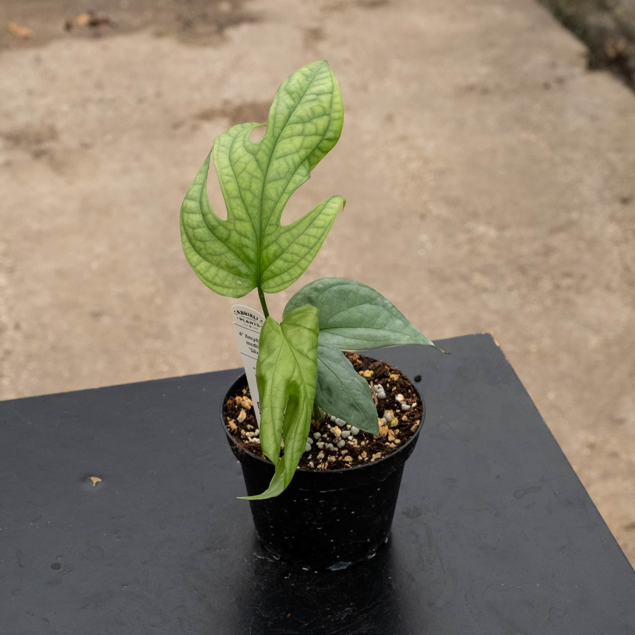 monstera amydrium silver Amydrium medium 'Silver'