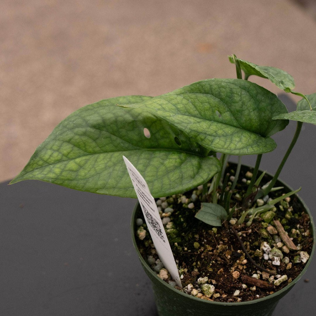 spiderman monstera Amydrium medium 'Spiderman'