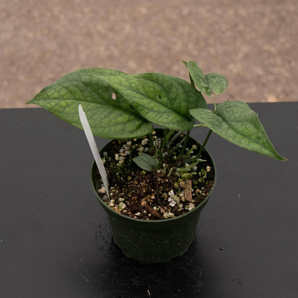 spider man plant Amydrium medium 'Spiderman'