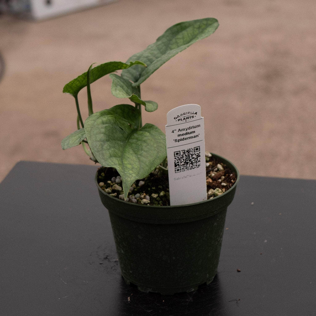spider man plant Amydrium medium 'Spiderman'