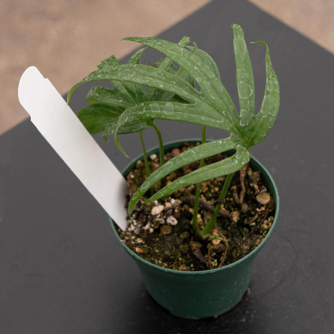 philodendron amydrium Amydrium zippelianum