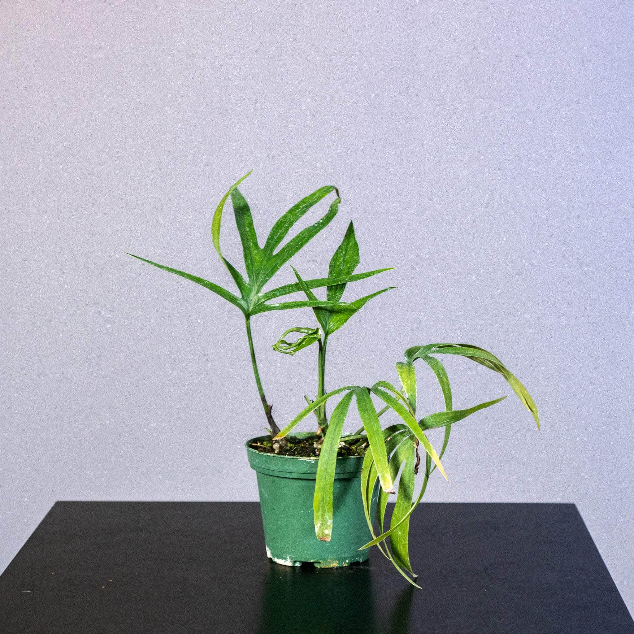 Gabriella Plants Other Amydrium zippelianum