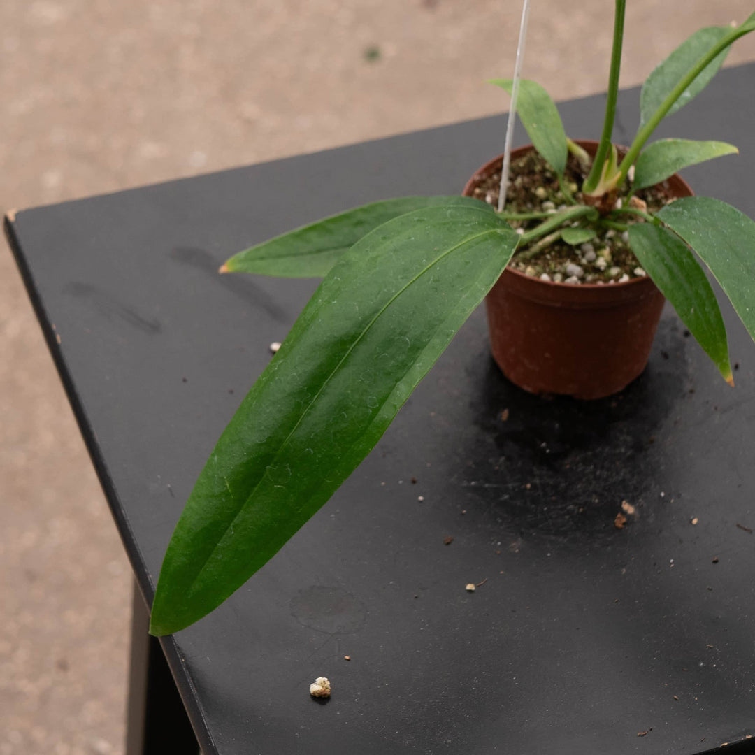 anthurium bakeri mature Anthurium bakeri Seedling