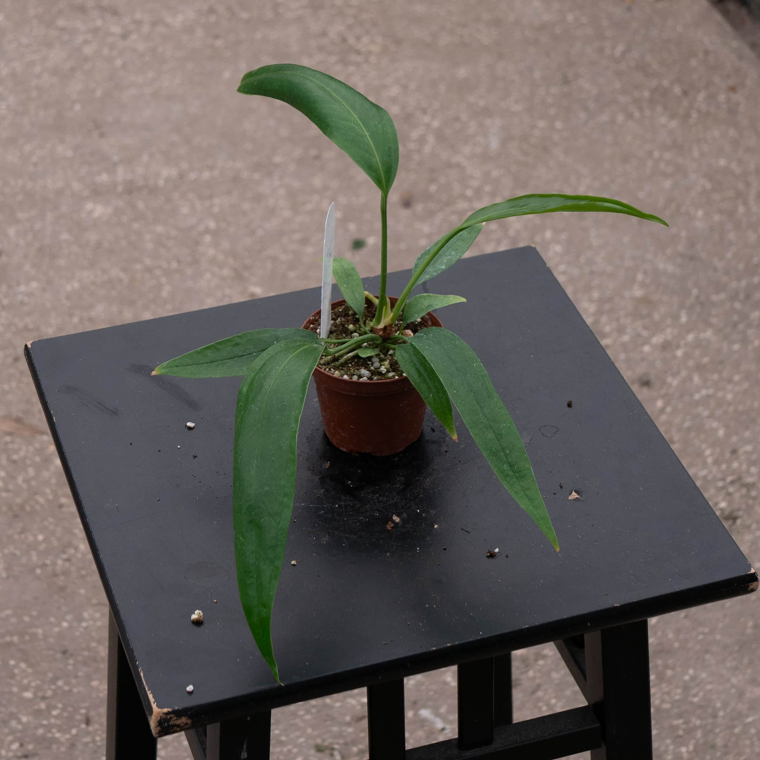 Anthurium bakeri Seedling - Gabriella Plants