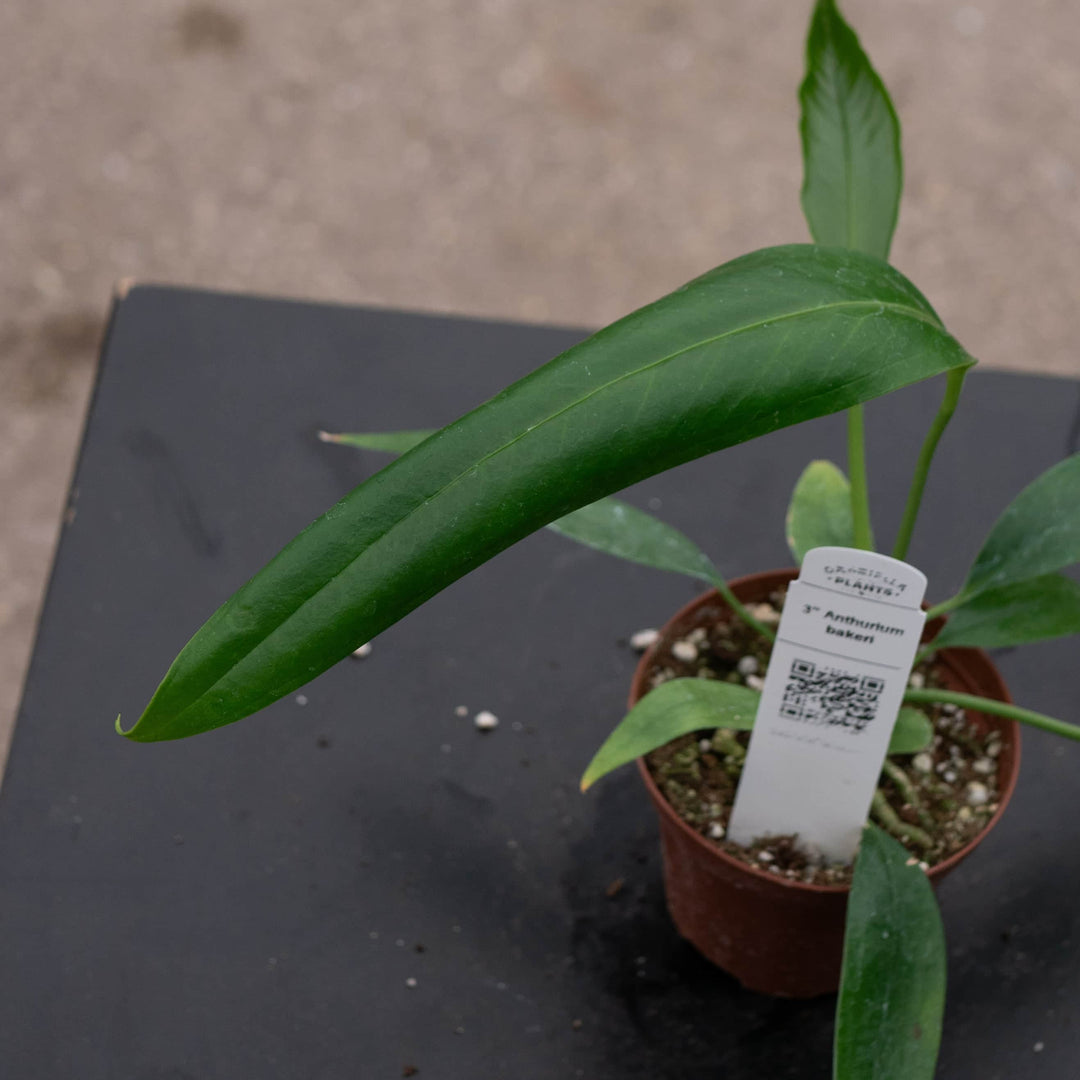 anthurium bakeri common name Anthurium bakeri Seedling