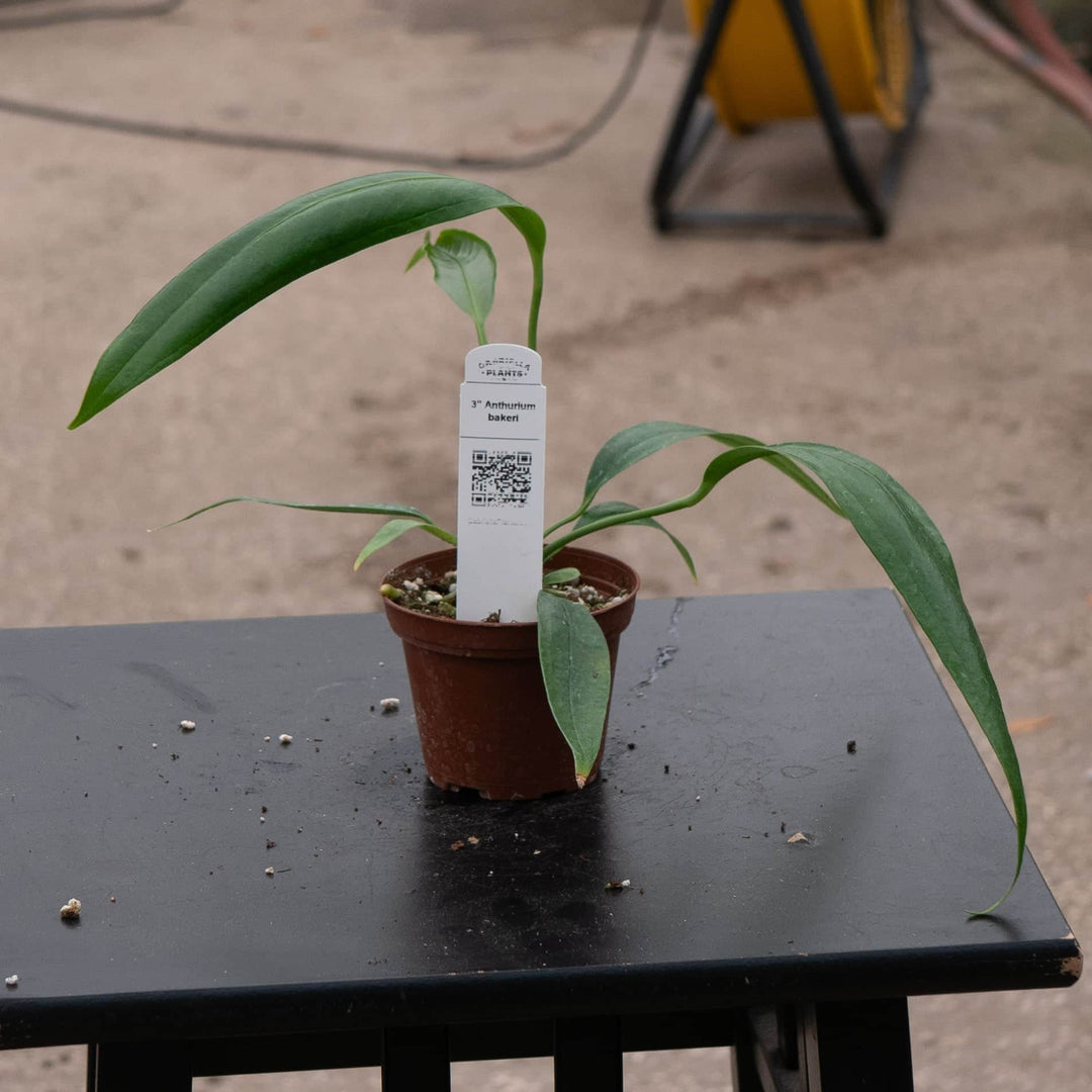 anthurium bakeri Anthurium bakeri Seedling