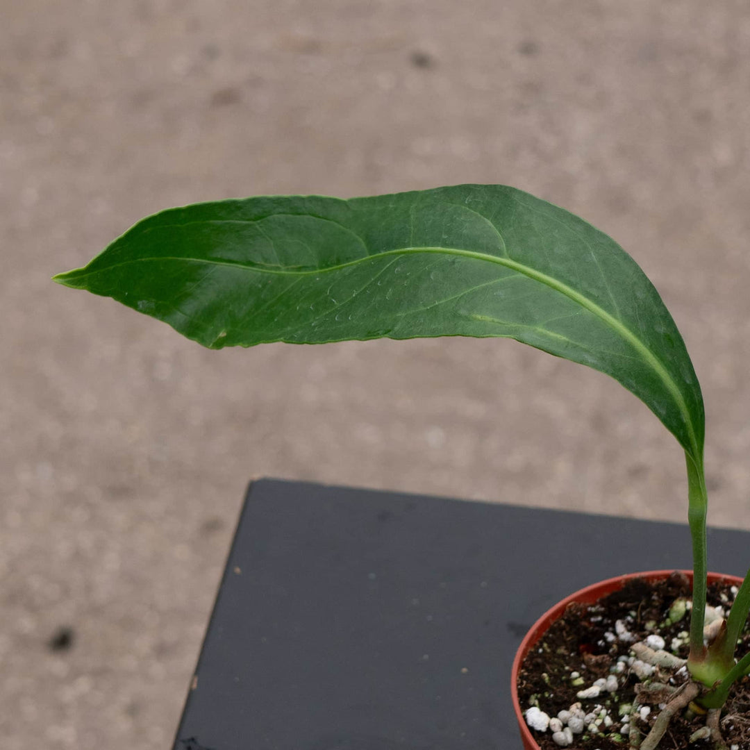 anthurium curling leaves Anthurium 'Big Bill'