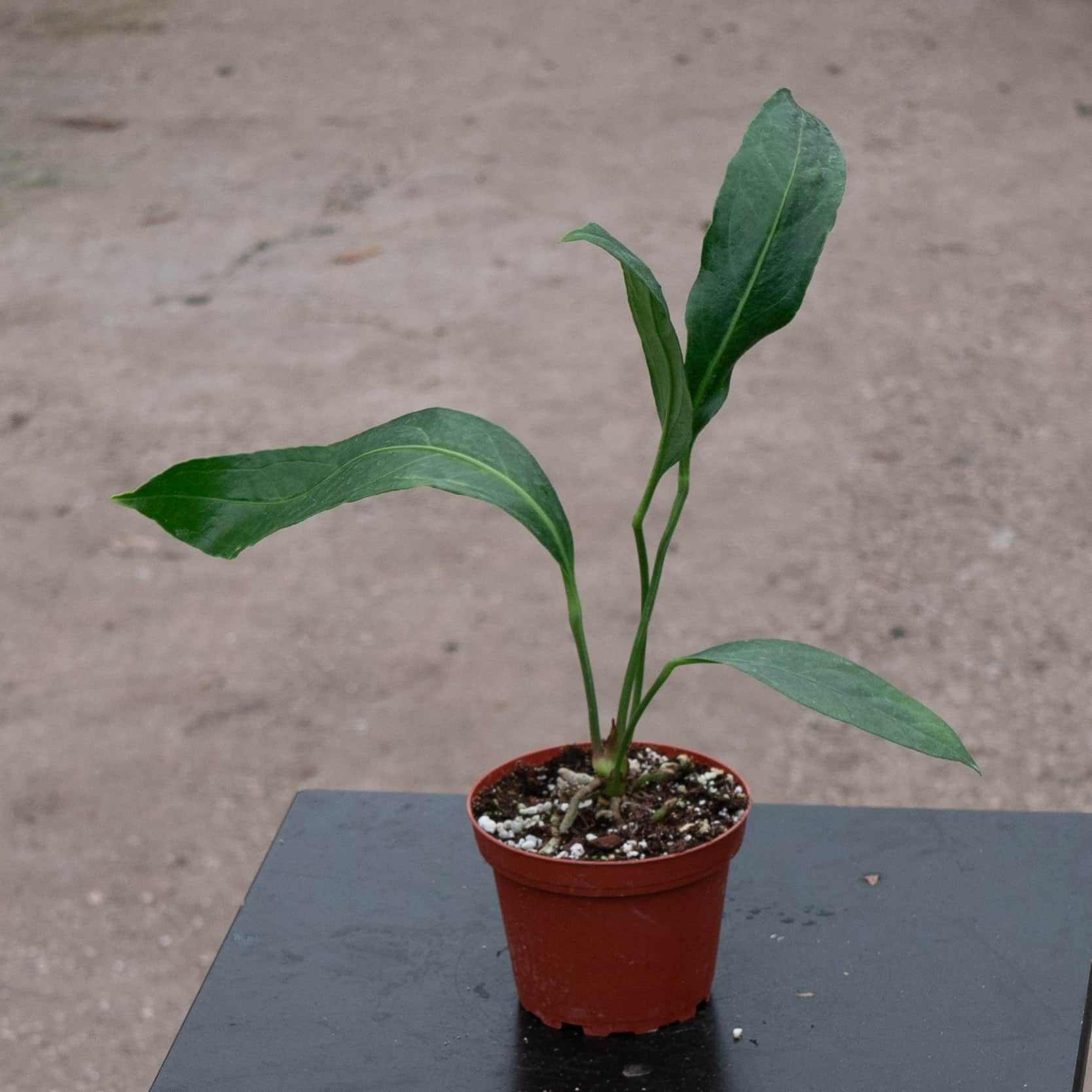 Anthurium 'Big Bill'