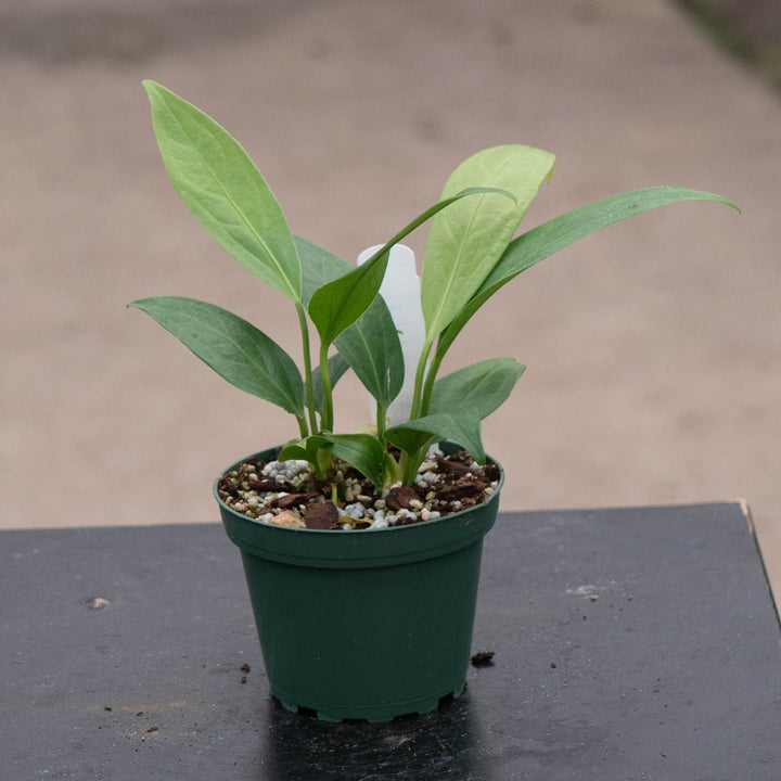 Gabriella Plants Tradescantia 4" Anthurium &