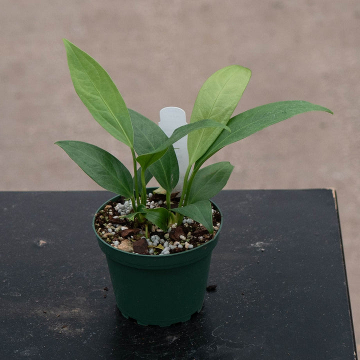 Gabriella Plants Tradescantia 4" Anthurium &