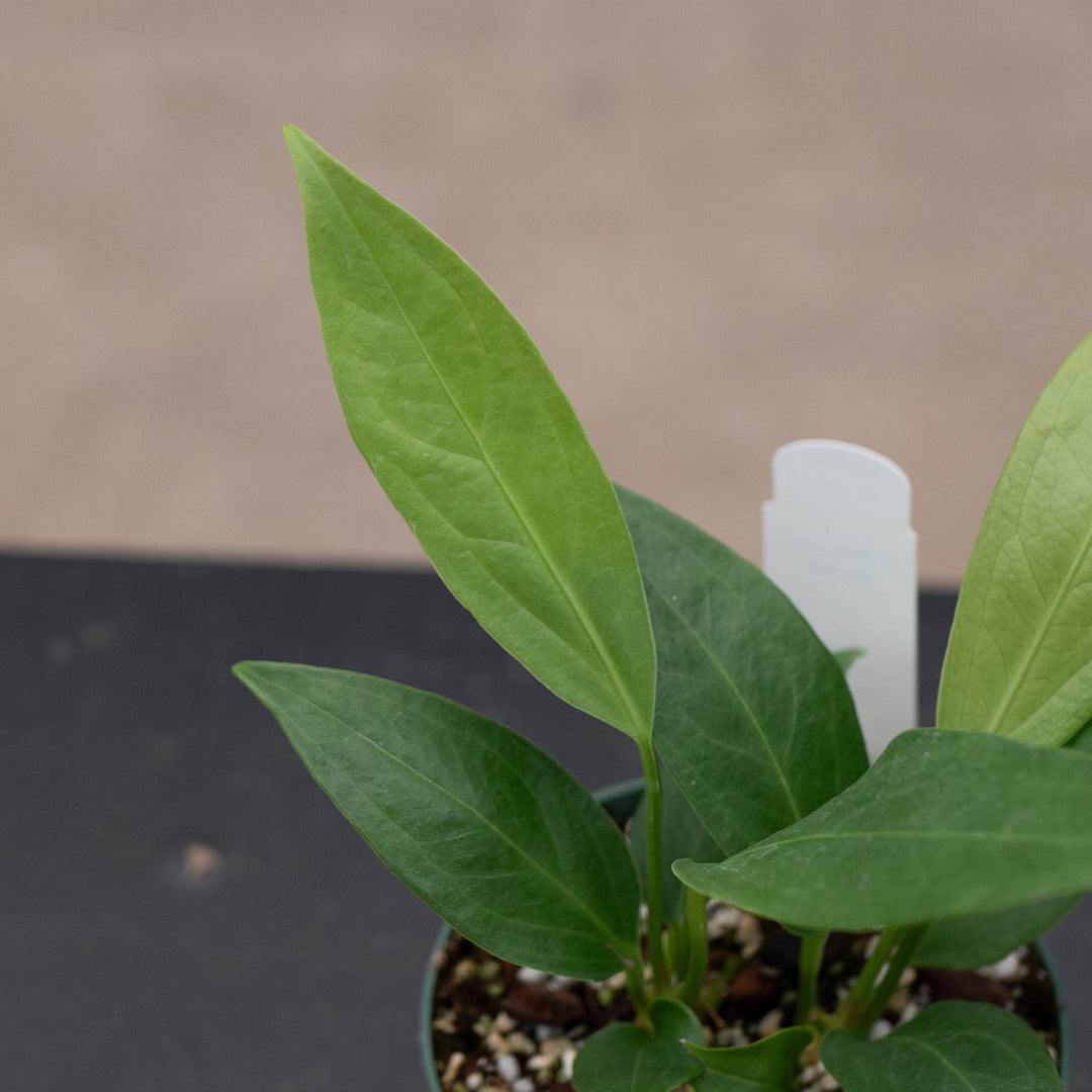 Gabriella Plants Tradescantia 4" Anthurium &