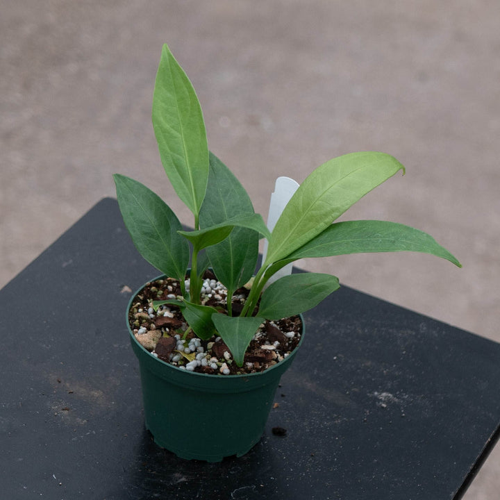 Gabriella Plants Tradescantia 4" Anthurium &