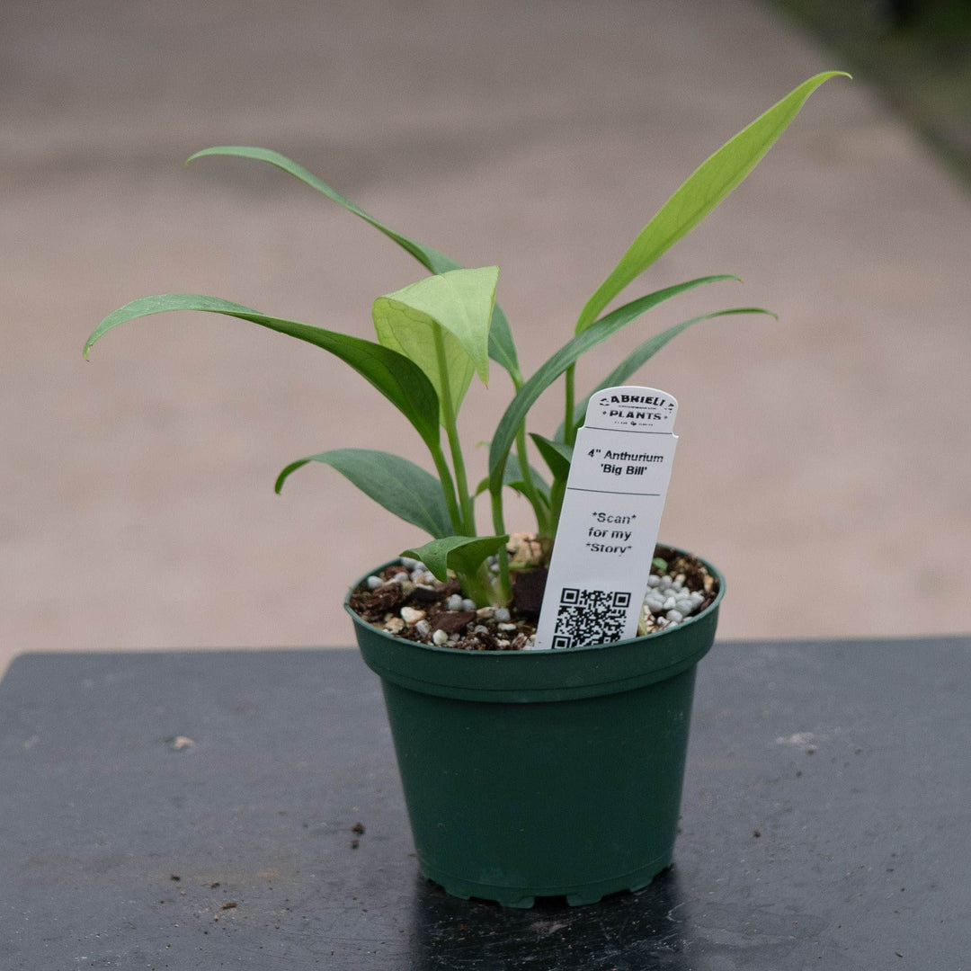 Gabriella Plants Tradescantia 4" Anthurium 'Big Bill'