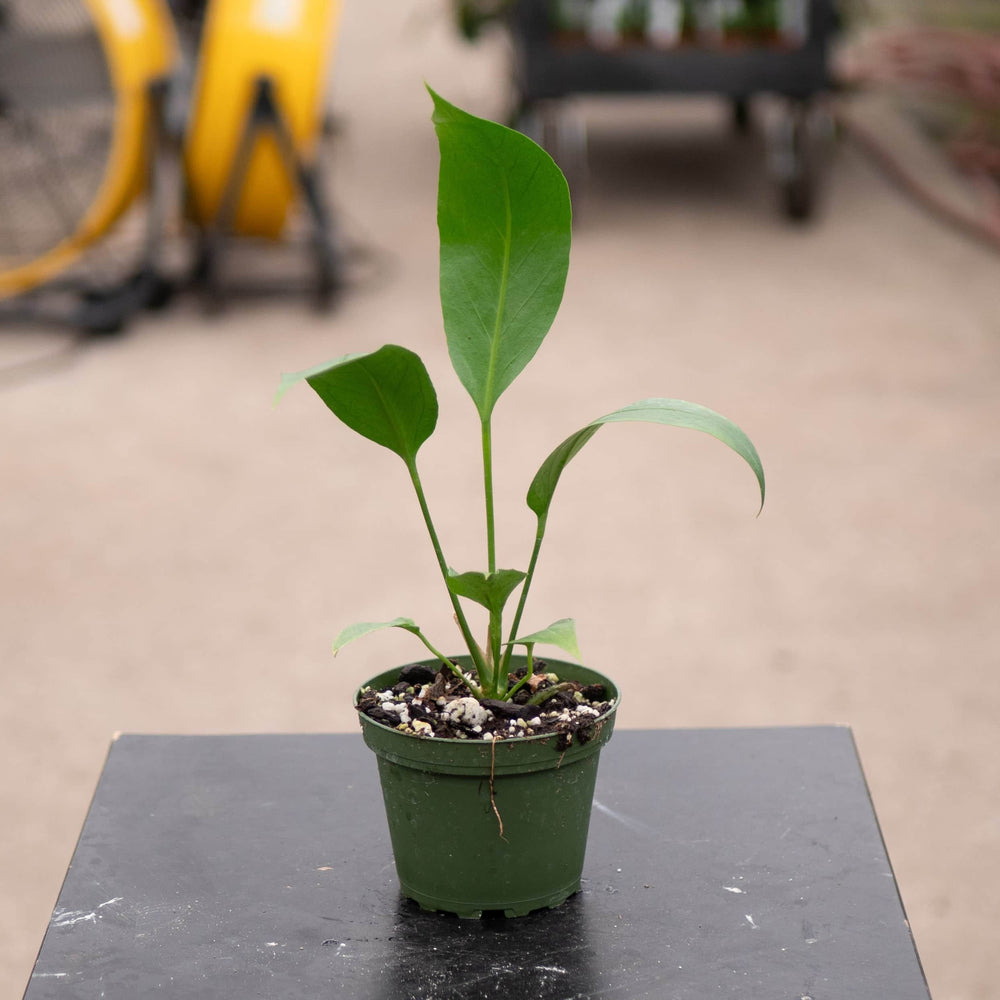 Gabriella Plants Anthurium 4" Anthurium 'Big Red Bird'