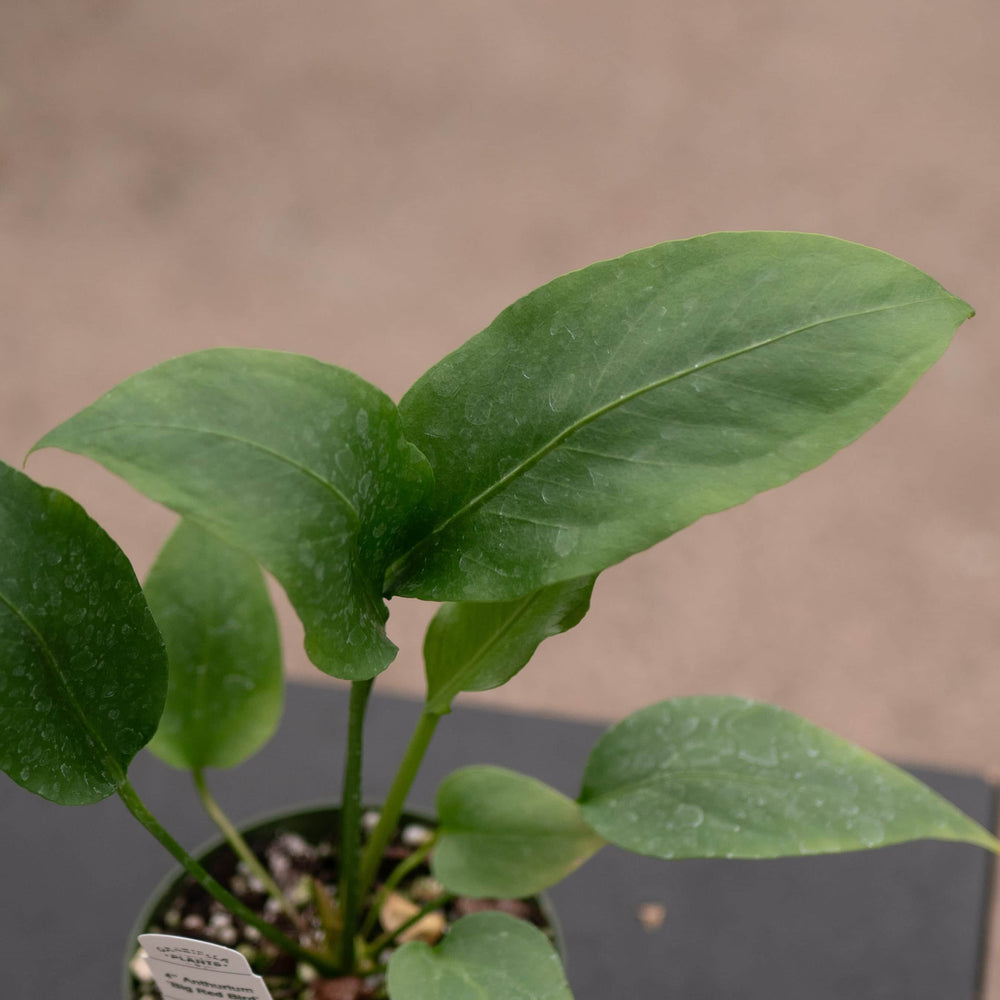 Gabriella Plants Anthurium 4" Anthurium 'Big Red Bird'