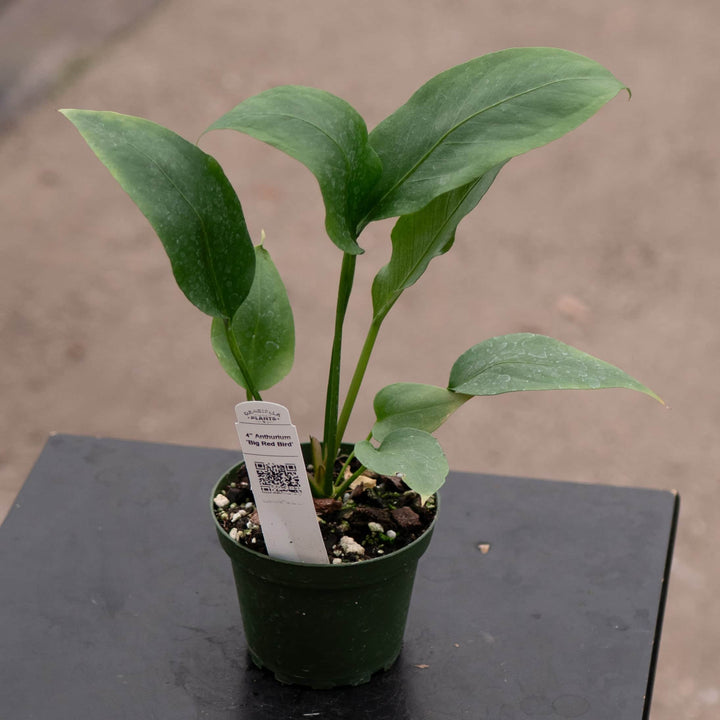 Gabriella Plants Anthurium 4" Anthurium 'Big Red Bird'