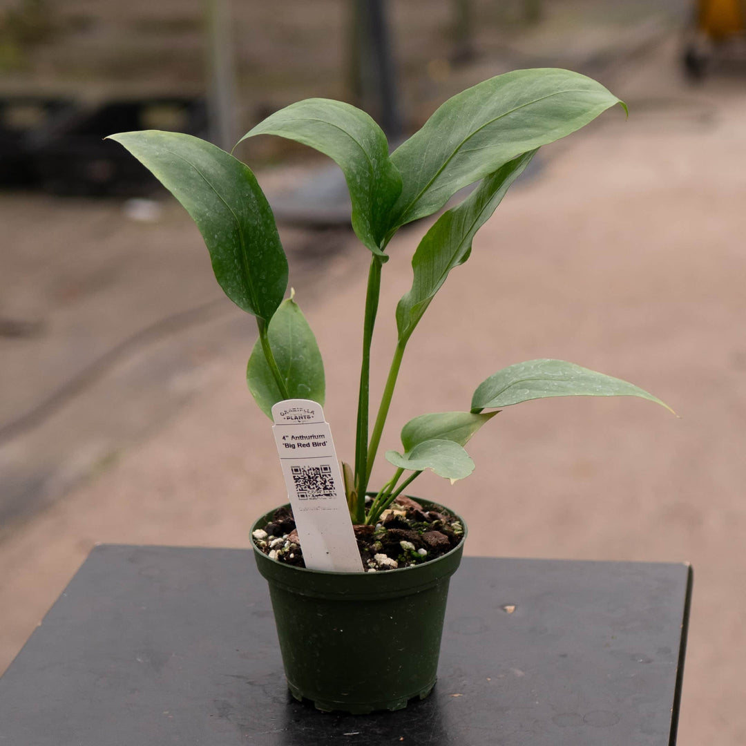 Gabriella Plants Anthurium 4" Anthurium 'Big Red Bird'