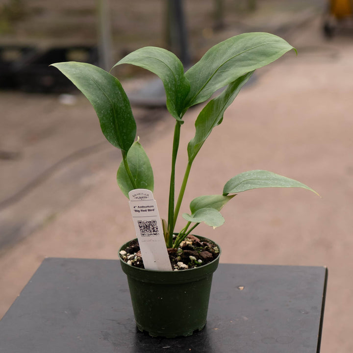 Gabriella Plants Anthurium 4" Anthurium 'Big Red Bird'