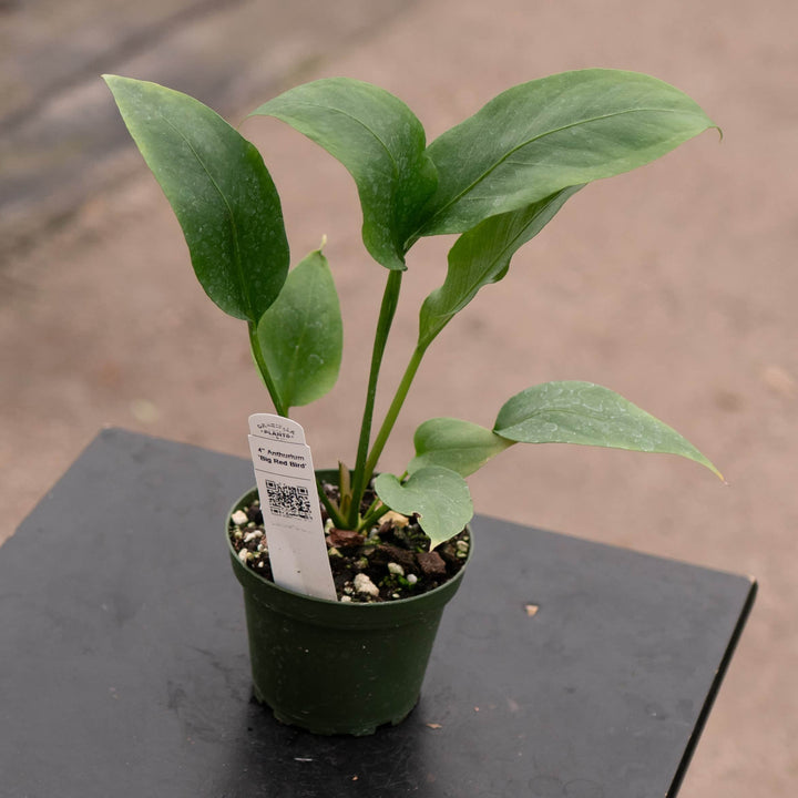 Gabriella Plants Anthurium 4" Anthurium 'Big Red Bird'