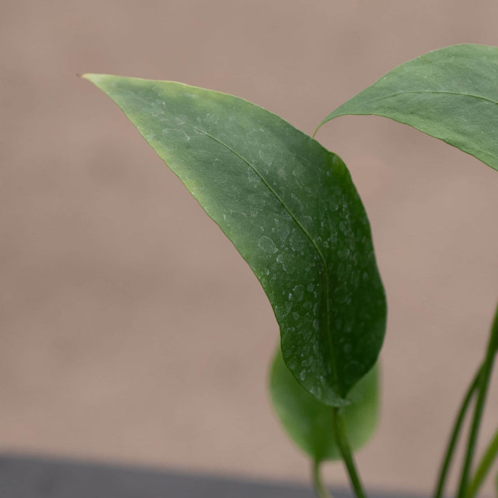 Gabriella Plants Anthurium 4" Anthurium 'Big Red Bird'