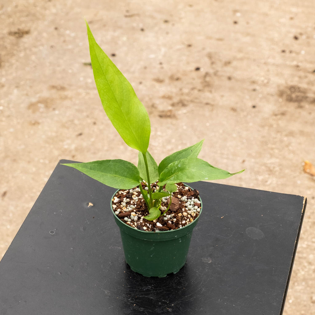 Gabriella Plants Anthurium 4" Anthurium 'Big Red Bird'