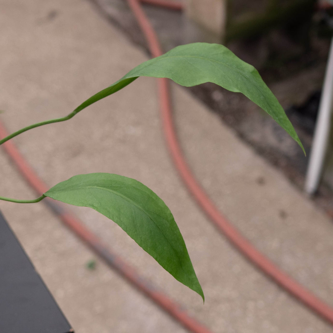 Gabriella Plants Anthurium 4" Anthurium &