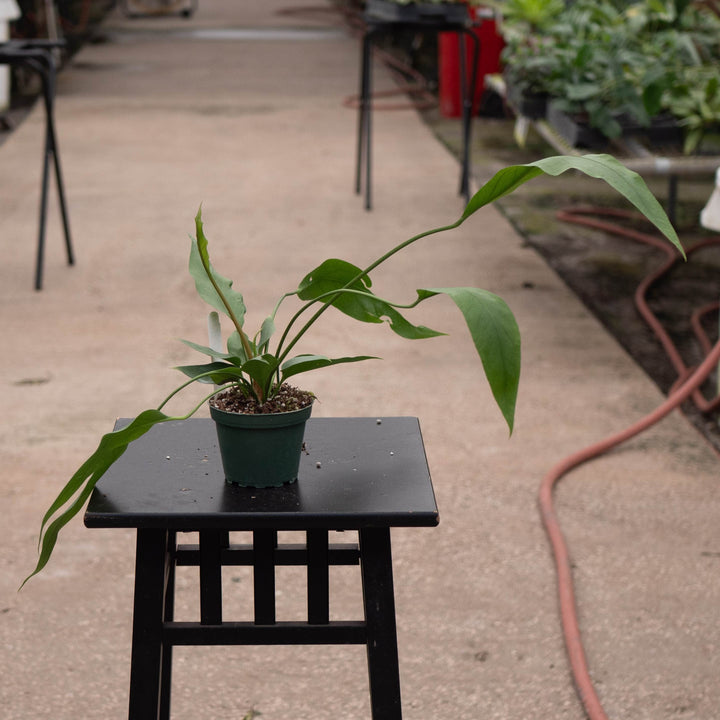 Gabriella Plants Anthurium 4" Anthurium &