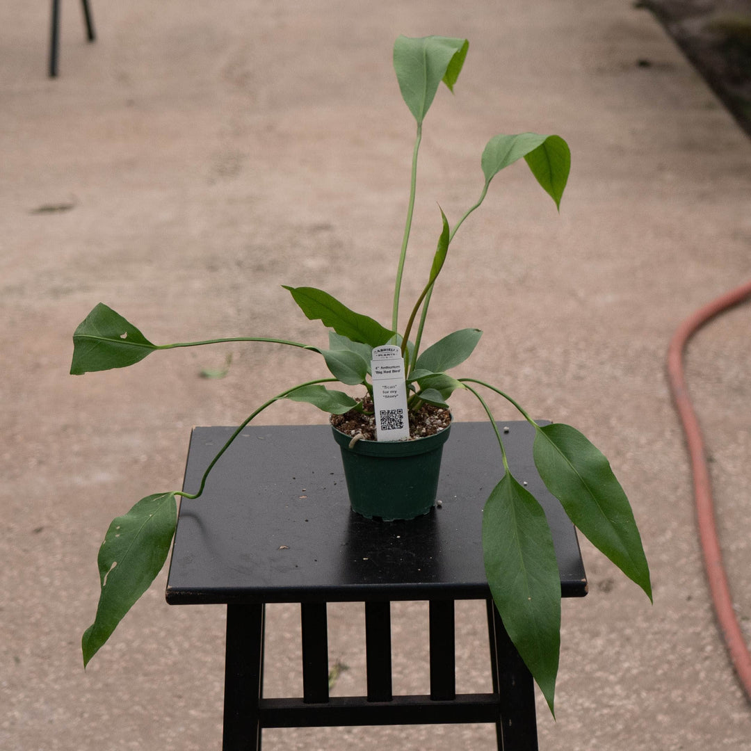 Gabriella Plants Anthurium 4" Anthurium 'Big Red Bird'