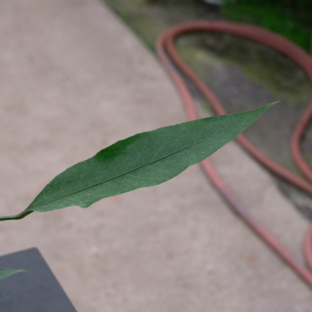 Gabriella Plants Anthurium 4" Anthurium &