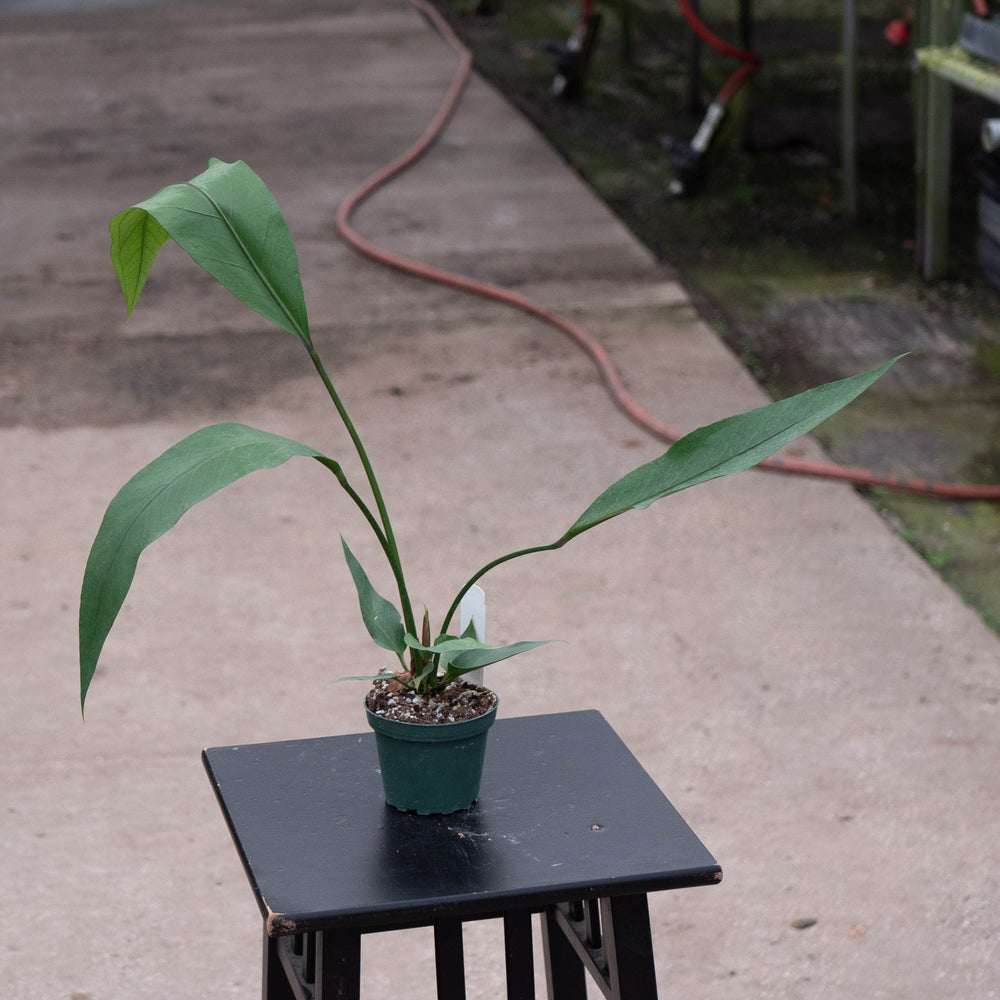 Gabriella Plants Anthurium 4" Anthurium 'Big Red Bird'