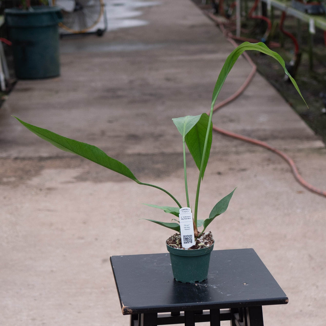Gabriella Plants Anthurium 4" Anthurium 'Big Red Bird'