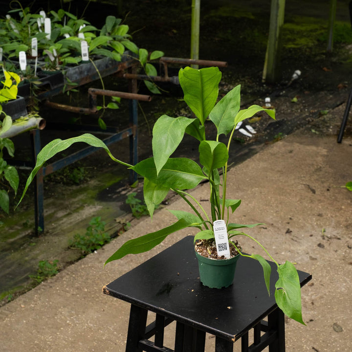 Gabriella Plants Anthurium 4" Anthurium &