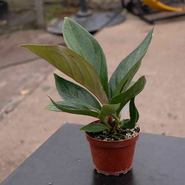 Gabriella Plants Anthurium 4" Anthurium bonplandii ssp. guayanum 'Cobra'