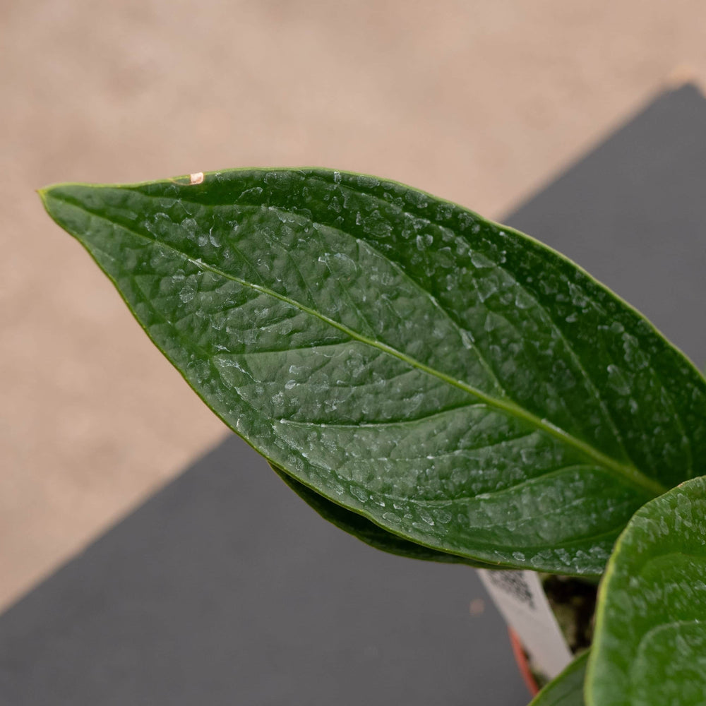 Gabriella Plants Anthurium 4" Anthurium bonplandii ssp. guayanum 'Cobra'