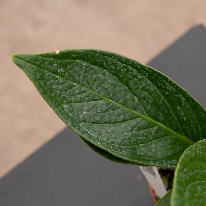 Gabriella Plants Anthurium 4" Anthurium bonplandii ssp. guayanum 'Cobra'
