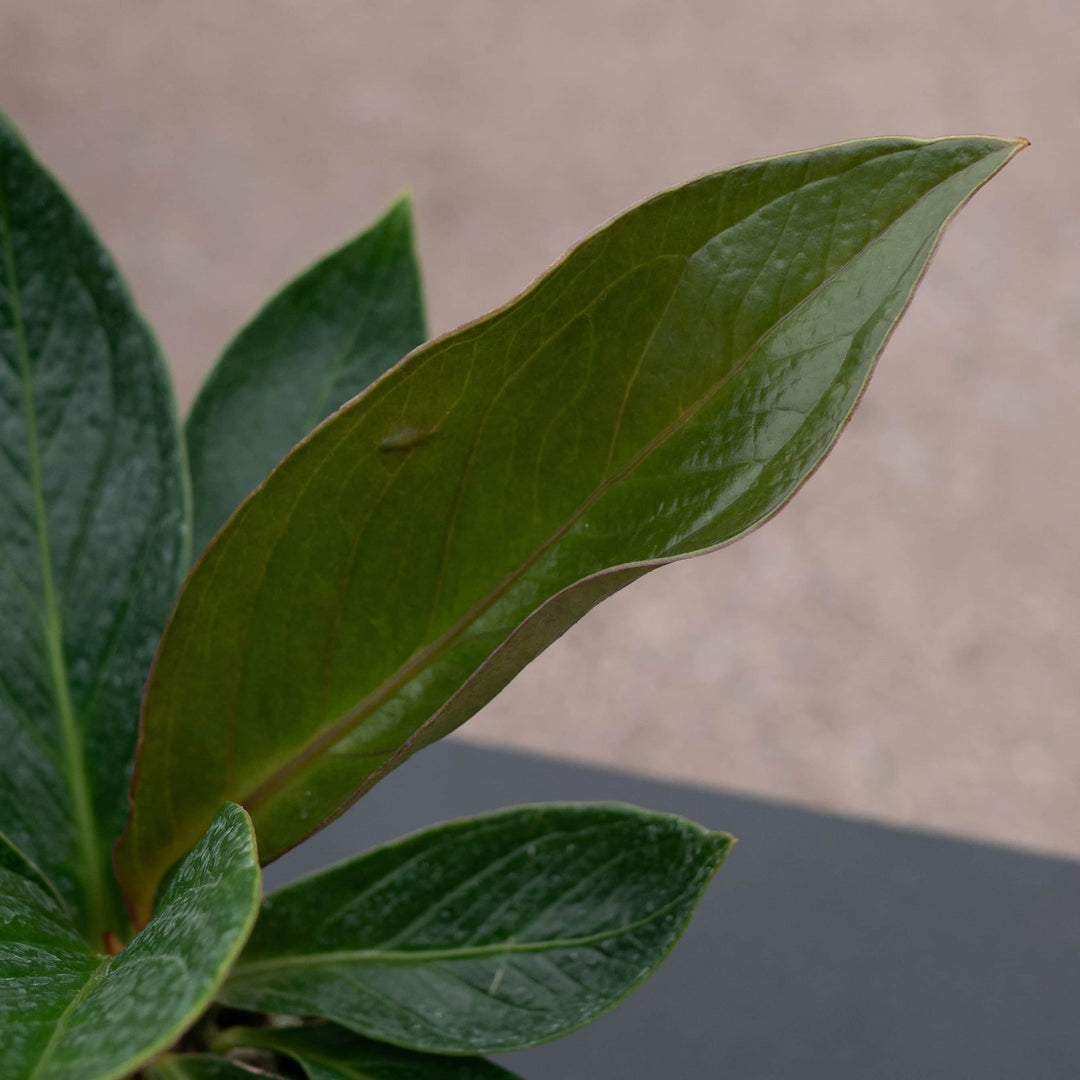 Gabriella Plants Anthurium 4" Anthurium bonplandii ssp. guayanum 'Cobra'