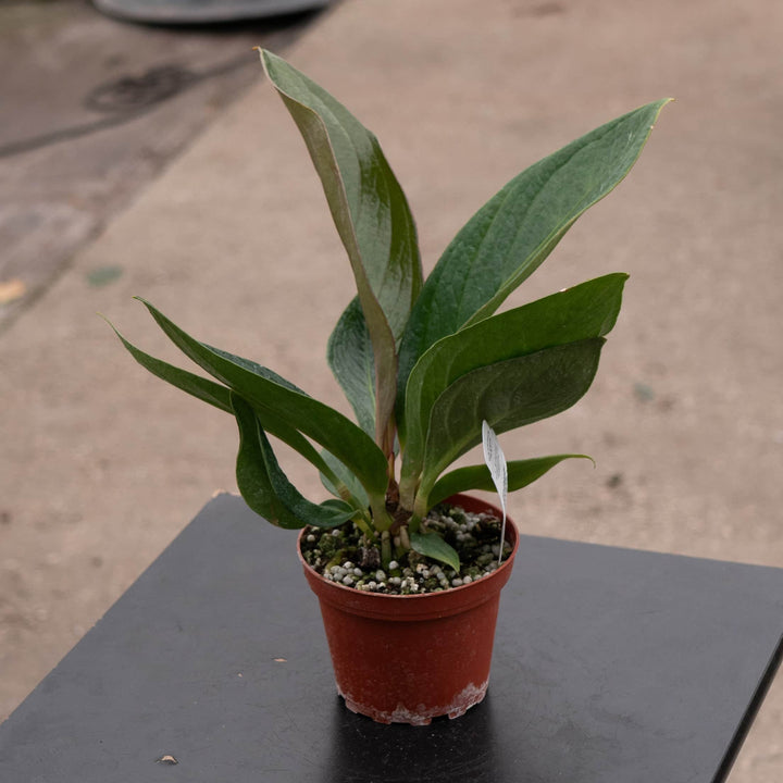 Gabriella Plants Anthurium 4" Anthurium bonplandii ssp. guayanum 'Cobra'
