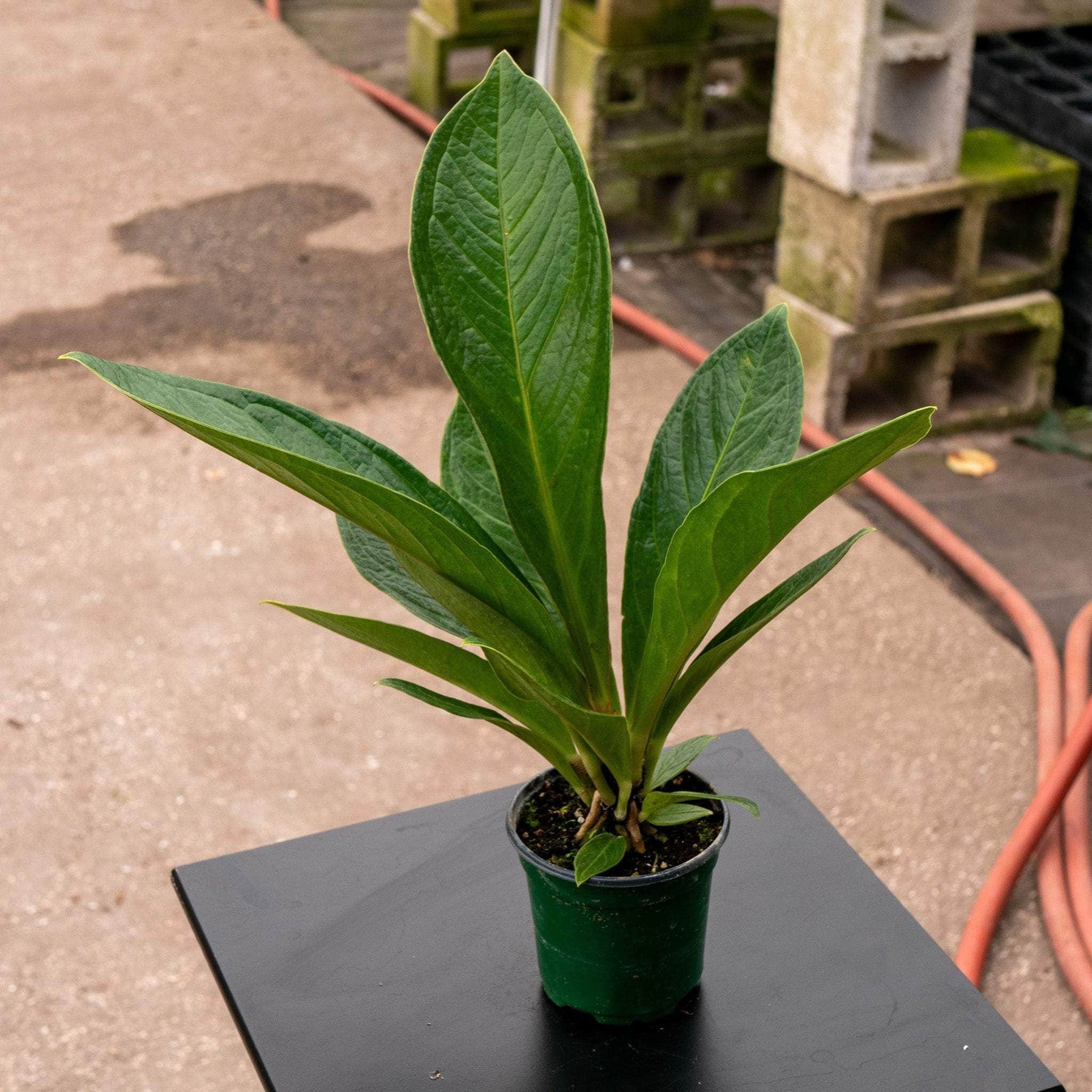 anthurium bonplandii subsp guayanum Anthurium bonplandii ssp. guayanum 'Cobra'
